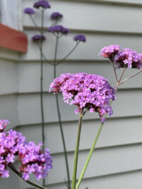 Verbena bonariensis plants