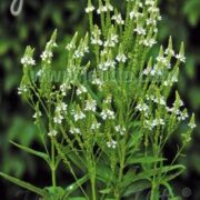 Verbena hastata 'White Spires' seeds -(White Vervain)