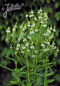 Verbena hastata 'White Spires' seeds -(White Vervain)