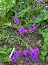 Verbena rigida seeds - Image 2