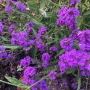 Verbena rigida seeds