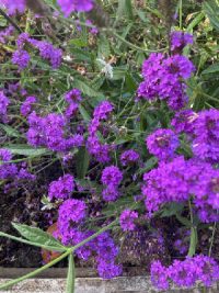 Verbena rigida seeds