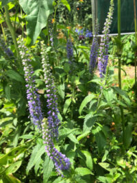 Veronica longifolia 'Blue Shades' plants