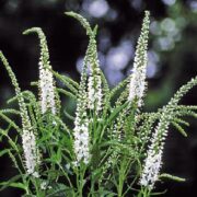 Veronica longifolia 'Alba' seeds - (Speedwell)