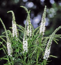 Veronica longifolia 'Alba' seeds - (Speedwell)