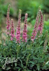 Veronica spicata 'Pink Goblin" seeds - (Spiked Speedwell, Bird's Eye)