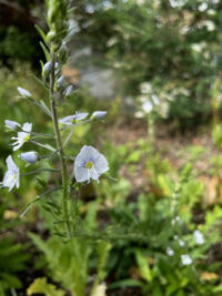 Veronica gentianoides 'Ramona' seeds -(Veronica) - Image 2