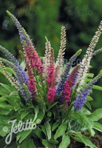 Veronica spicata 'Sightseeing' seeds - (Speedwell, Bird's eye)