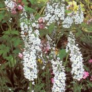 Veronica spicata 'Alba' seeds - (Spiked Speedwell)