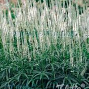 Veronicastrum virginicum f. albiflorum seeds (Cold treated)- (Culvers root, Black root ) seeds