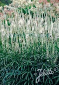 Veronicastrum virginicum f. albiflorum seeds (Cold treated)- (Culvers root, Black root ) seeds