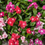 Catharanthus roseus 'Heatwave Mix' seeds - (Madagascar Periwinkle, Vinca)