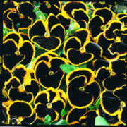 Viola wittrockiana 'Brunig' seeds - (Pansy)