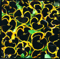 Viola wittrockiana 'Brunig' seeds - (Pansy)