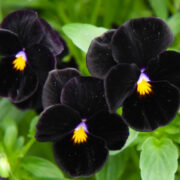 Viola wittrockiana 'Blackjack' seeds - (Pansy)