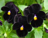 Viola wittrockiana 'Blackjack' seeds - (Pansy)