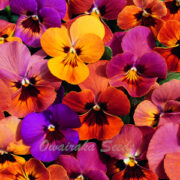 Viola hybrida 'Amber Jewel Mix' seeds - ( Pansy)