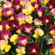 Viola hybrida 'Fire Shades' seeds  - (Viola)