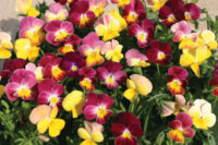 Viola hybrida 'Fire Shades' seeds  - (Viola)