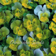Viola hybrida 'Miniola Heart Aqua' seeds - (Pansy)