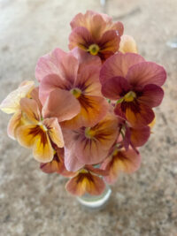 Viola wittrockiana 'Nature Antique Shades' seeds - (Pansy)