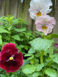 Viola x wittrockiana 'Chianti Mix' seeds - (Pansy)