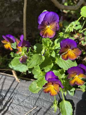 Viola wittrockiana 'Waraku Midnight Moon' seeds - (Pansy). - Image 3