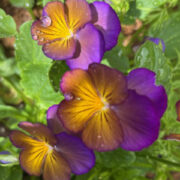 Viola wittrockiana 'Waraku Midnight Moon' seeds - (Pansy).