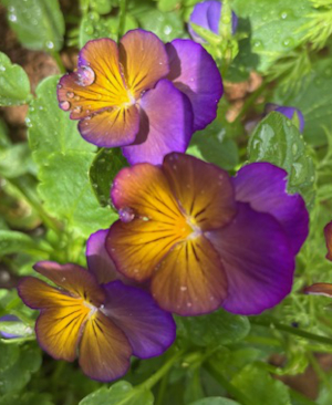 Viola wittrockiana 'Waraku Midnight Moon' seeds - (Pansy). - Image 4