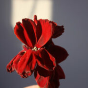 Erysimum chieri 'Vulcan' seeds - ( Wallflower)