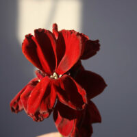 Erysimum chieri 'Vulcan' seeds - ( Wallflower)