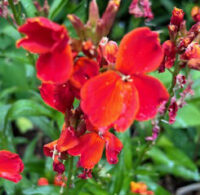 Erysimum cheiri 'Fair Lady Mix' seeds - ( Wallflower) - Image 5