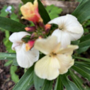 Erysimum cheiri 'Fair Lady Mix' seeds - ( Wallflower)