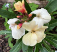 Erysimum cheiri 'Fair Lady Mix' seeds - ( Wallflower)