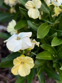 Erysimum cheiri 'Fair Lady Mix' seeds - ( Wallflower) - Image 3