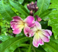 Erysimum cheiri 'Fair Lady Mix' seeds - ( Wallflower) - Image 2