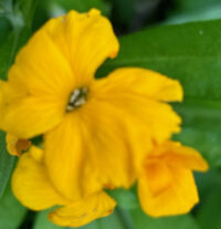 Erysimum cheiri 'Fair Lady Mix' seeds - ( Wallflower) - Image 4