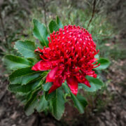 Telopea speciosissima seeds - (Waratah)