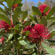 Telopea speciosissima seeds - (Waratah)