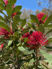 Telopea speciosissima seeds - (Waratah)