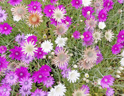 Xeranthemum annuum 'Mixed Colours' seeds - (Strawflower)