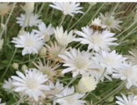 Xeranthemum annum 'White Immortelle' seeds