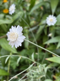 Xeranthemum annum 'White Immortelle' seeds - Image 2