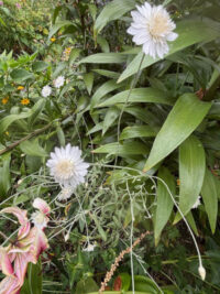 Xeranthemum annum 'White Immortelle' seeds - Image 3