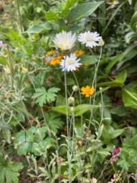 Xeranthemum annum 'White Immortelle' seeds - Image 4