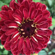 Zinnia elegans 'Gigantica Cherry' seeds