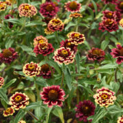 Zinnia haageana 'Aztec Burgundy Bicolour' seeds