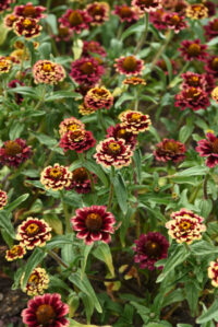 Zinnia haageana 'Aztec Burgundy Bicolour' seeds