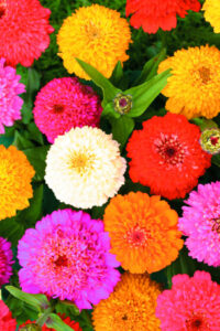 Zinnia elegans 'Candy Mix' seeds