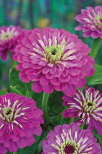 Zinnia elegans 'Purple Prince' seeds